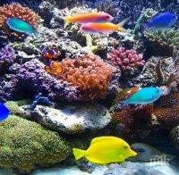 Аквариумът във Варна е подготвил празнична програма за деца по повод Световния ден на Черно море