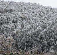 Агресивно растение унищожава горите на Витоша