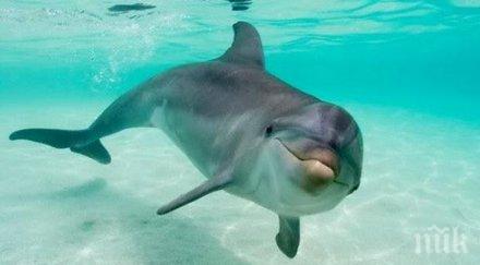 изумителните реални истории животни спасители знаеш