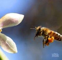 Пчели ще доставят пестициди до растенията