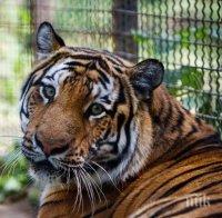 Жена реши да опитоми тигър в зоопарка