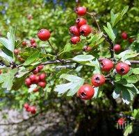 Шипката е здравословен дар, берете я, преди да падне сняг