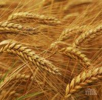 Русия е изпратила в Сирия хуманитарна помощ от 100 000 тона пшеница
