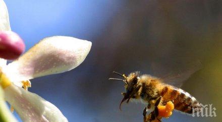 пчели доставят пестициди растенията