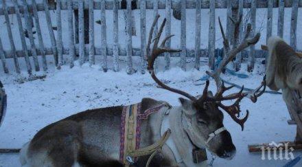 коледата застрашена апаши свиха елена дядо мраз