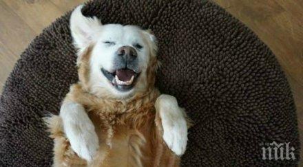 учени ранният контакт кучета предпазва астма