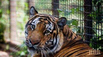 жена реши опитоми тигър зоопарка