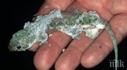 гущер изскача кожата смъртна опасност