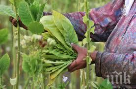 около сто тютюна сорта виржиния все прибрани полето