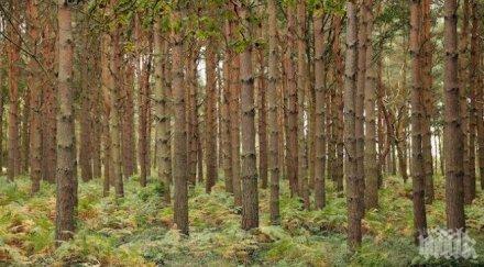 три институции обединяват засилване контрола дейностите горите