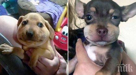 бедните кучета загубиха битките пчели оси