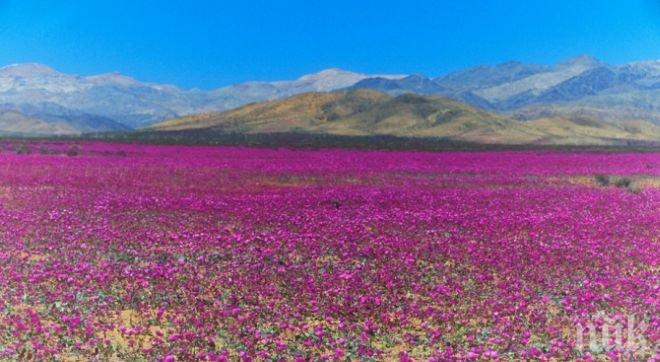 Най-сухата пустиня на Земята разцъфна (видео)