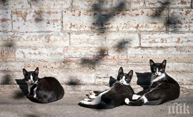 Министър иска депортирането на уличните котки от Израел