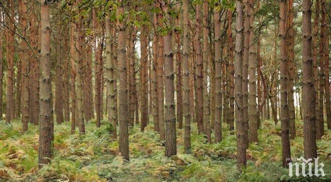 Три институции се обединяват за засилване на контрола върху дейностите в горите