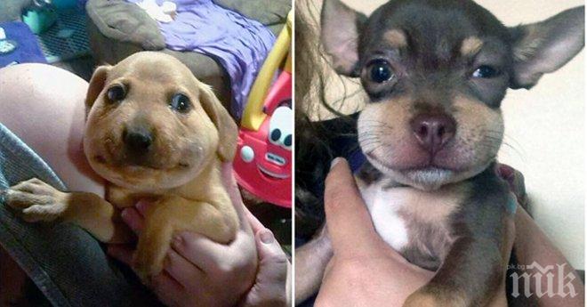 Бедните кучета, които загубиха битките с пчели и оси!