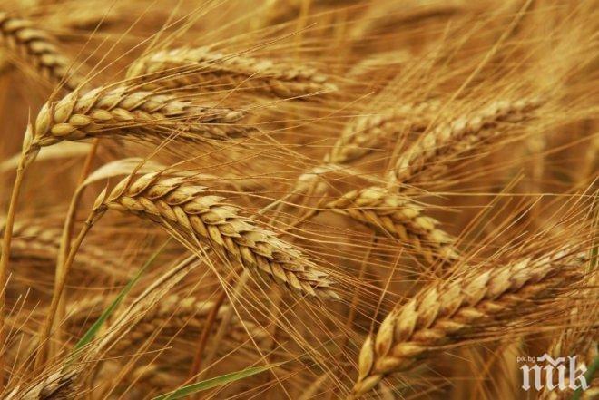 Русия е изпратила в Сирия хуманитарна помощ от 100 000 тона пшеница
