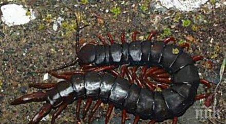 откриха нов вид стоножки 750 крака