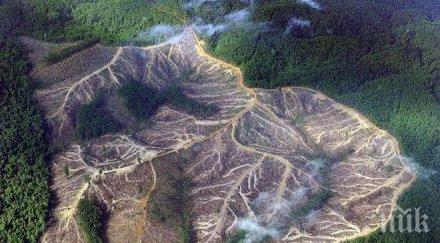 бразилия обезлесяването продължава високи темпове