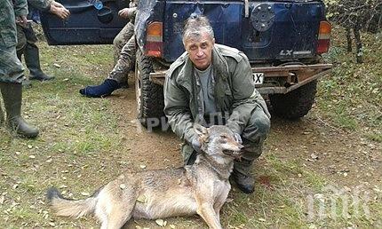 Анестезиолог приспа вълчица с куршум