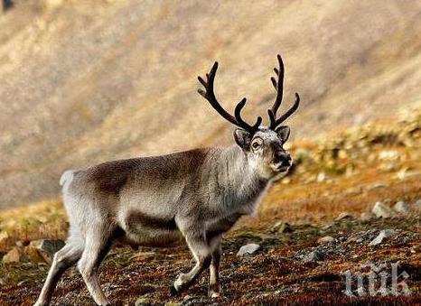 Откраднаха руския елен Рудолф 