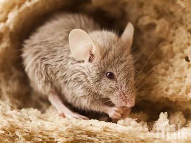 Учени накараха плъхове да се ориентират по инфрачервена светлина 
