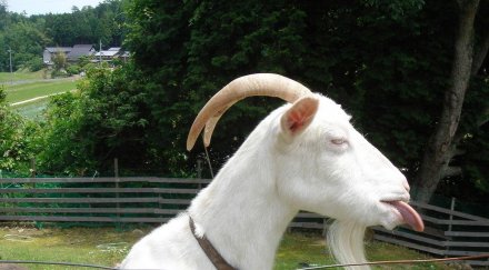 отмениха глобата вандализъм козела гари