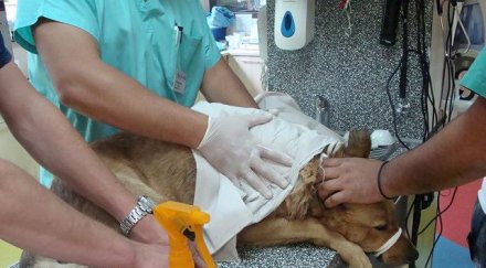 поредна жестокост заляха бездомно куче киселина