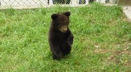 издирват мече пирин