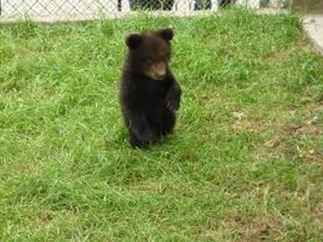 Спасеното край Смолян мече загуби битката за живот