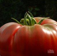 ЕС отхвърли идеята всяка държава сама да решава за ГМО