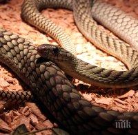 24 змии охранявали насаждения с марихуана в Есекс