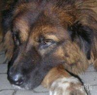368 бездомни кучета са заловени през месец октомври