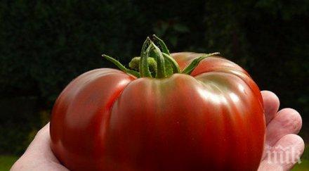 отхвърли идеята всяка държава сама решава гмо