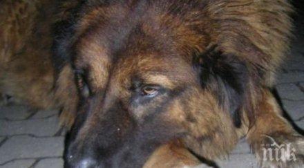 368 бездомни кучета заловени месец октомври