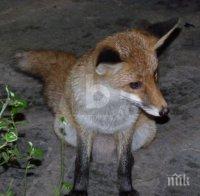  В Пазарджик ваксинират лисиците срещу бяс