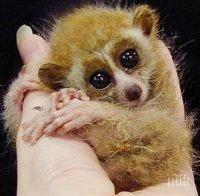 Очаква се до две седмици в Столичния зоопарк да има нов женски котешки лемур