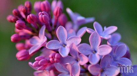 люляк цъфна паметника альоша вещае люта зима