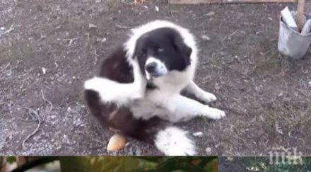 драма пловдив собствениците кръвожадните каракачанки вържем