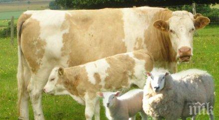 държавна програма профилактика борба болестите животните започна смолянско