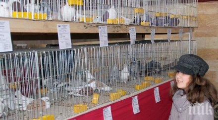 показаха породи птици изложение видин снимки