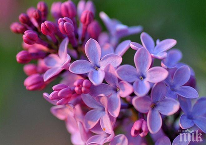 Люляк цъфна под паметника на Альоша, вещае люта зима
