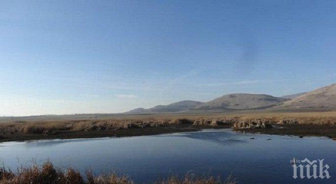 Виюнът и белите чапли се завърнаха в Алдомировското блато 