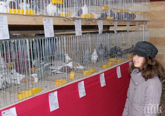 Показаха над 60 породи птици на изложение във Видин (снимки)