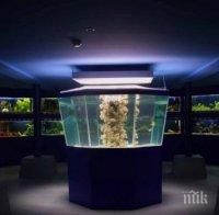 Природонаучният музей в Пловдив отново отваря врати 