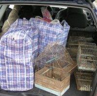 Конфискуваха 75 защитени птици на пловдивски пазар 