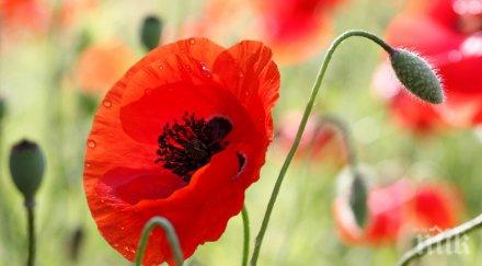 макове гробовете британските войници пловдив