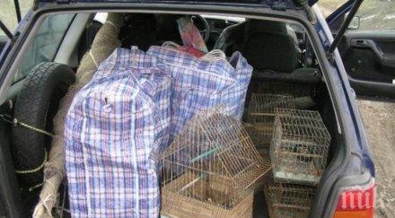 конфискуваха защитени птици пловдивски пазар