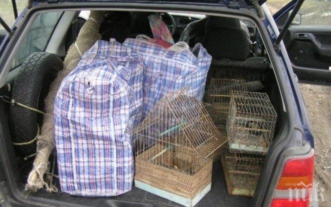 Конфискуваха 75 защитени птици на пловдивски пазар 