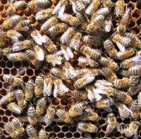 Задигнаха кошери с пчели край Черешовица