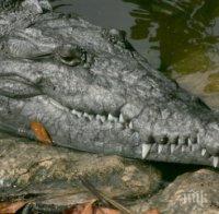 360-килограмов алигатор на улицата уплаши жителите на Хюстън